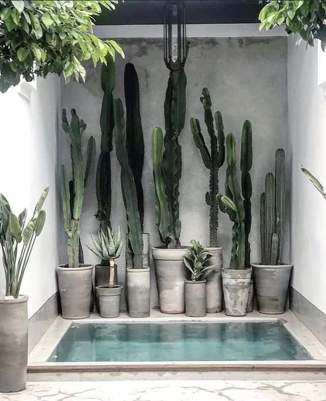 Cactus Garden Corner Ideas