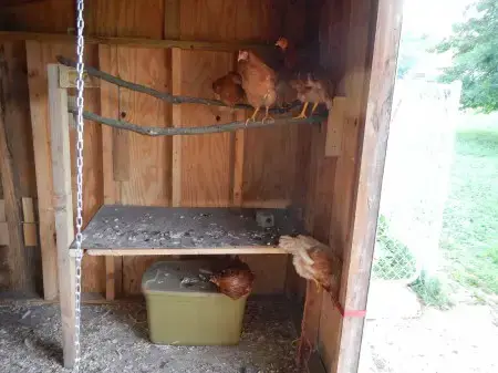 Cheap Chicken Roost Ideas