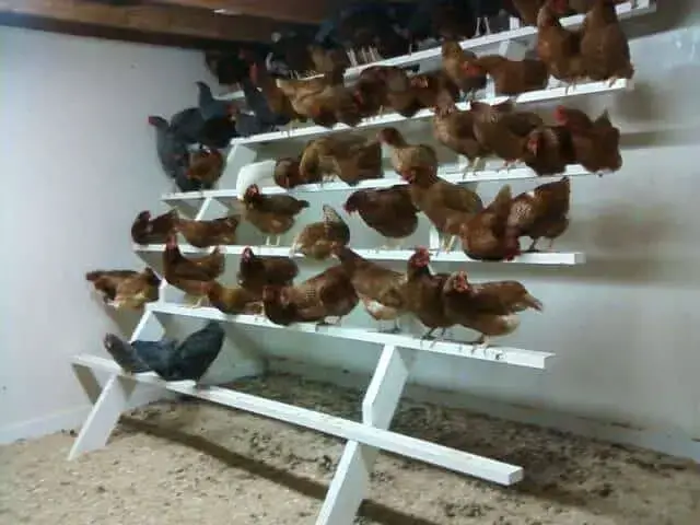 Chicken Roost Bar Ideas