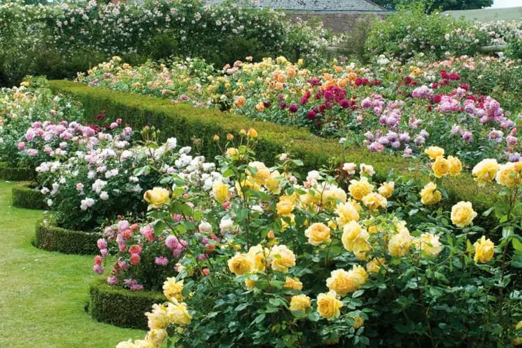Colorful Roses Flower Bed Ideas
