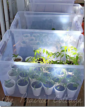 DIY Easy Indoor Greenhouse
