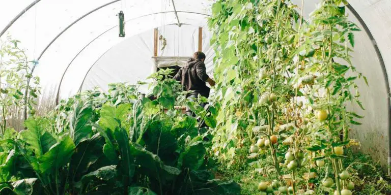DIY Inexpensive Greenhouse