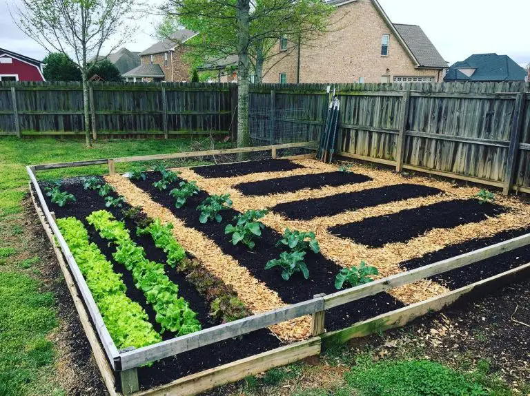 Gardening in the Backyard Idea