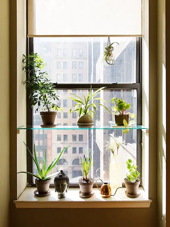 Glass Window Plant Shelf