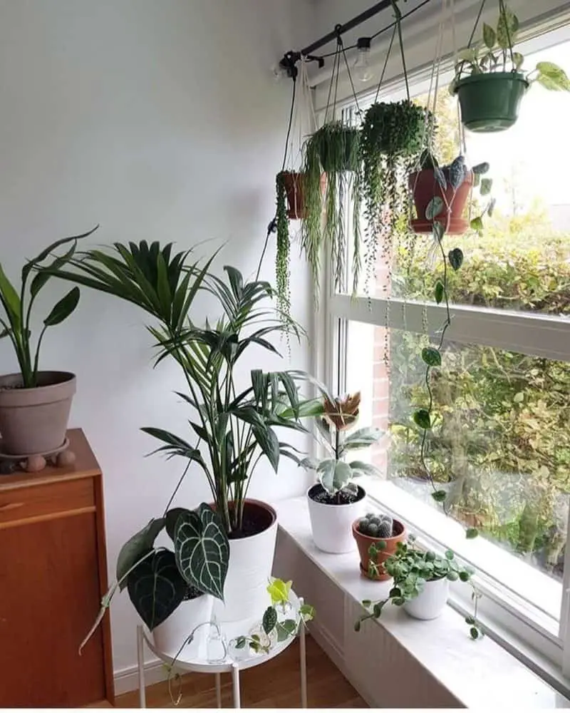 Hanging And Windowsill Plant Shelf