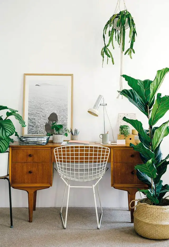 Indoor Plants Tropical Home Office Decor Ideas