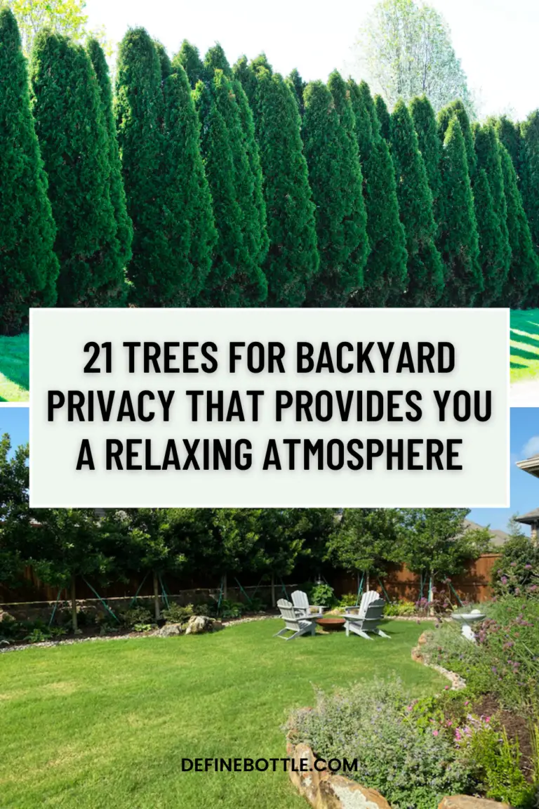Trees for Backyard Privacy