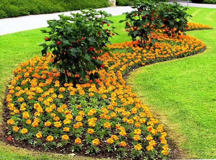 Marigold Flower Bed Ideas