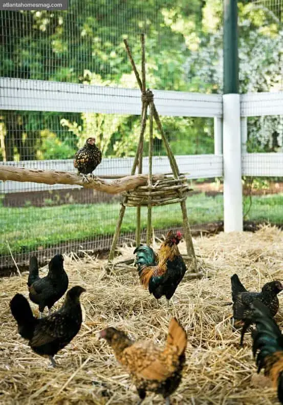 Natural Chicken Roost Ideas