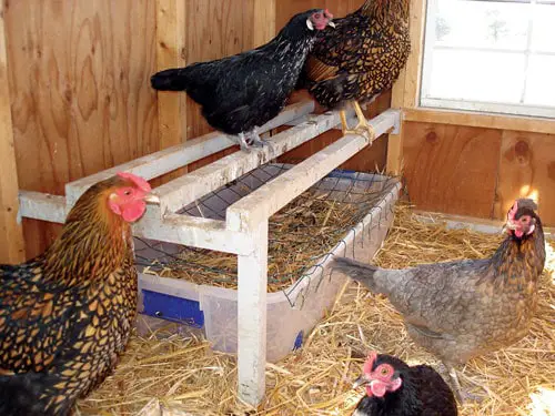 Wood And The Mesh Wire Chicken Roost Ideas