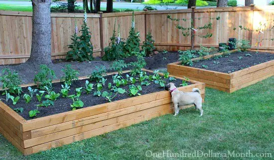 Raised Garden Box For Growing Vegetables