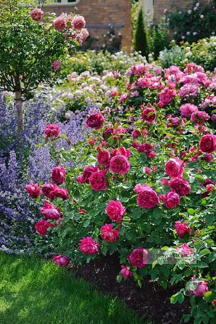 Roses Flower Bed Ideas