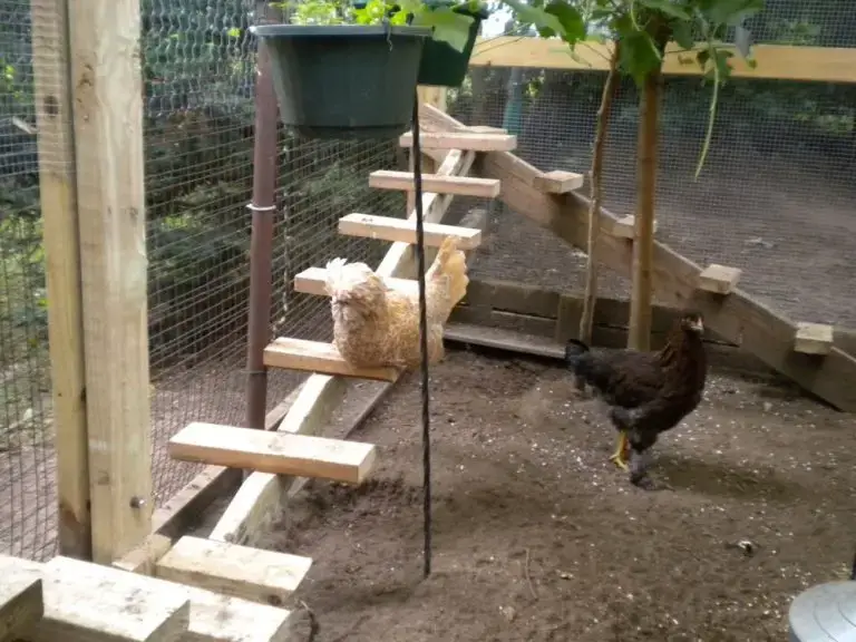 Stepping Chicken Roost Ideas