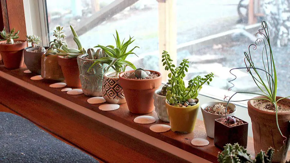 Succulents Window Plant Shelf