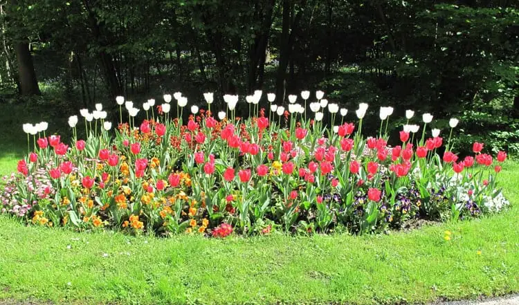 Tulips Flower Bed Ideas