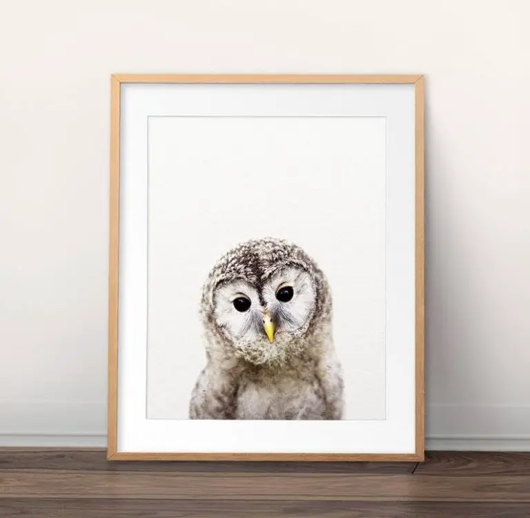 Wall Owl Decor