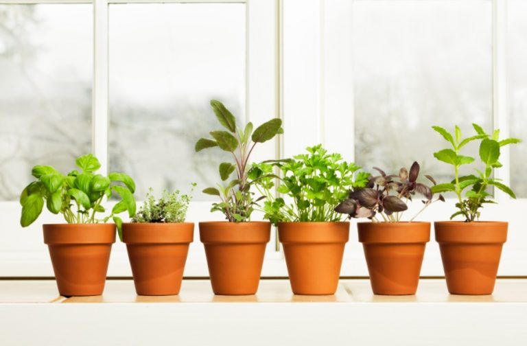 Window Plant Shelf Herbs