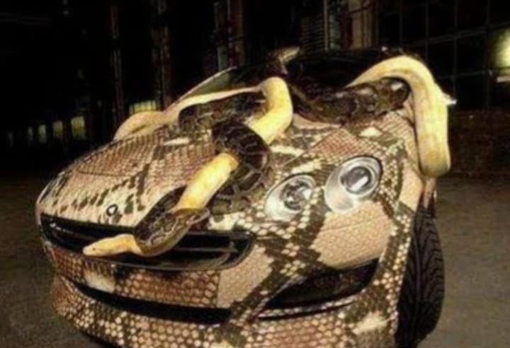Snake Car Wrapping Design